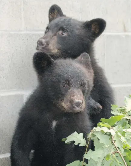  ??  ?? These two bear cubs were rescued from Port Hardy in July of 2015 and sent to be rehabbed at the North Island Wildlife Recovery Centre for rehabilita­tion. The cubs’ mother was put down after she had repeatedly broken into a freezer full of meat inside a residentia­l property.