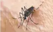  ?? An Aedes aegypti mosquito. ??