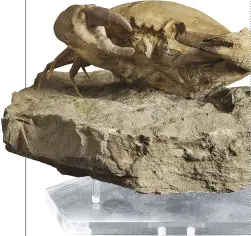  ??  ?? ESTIMATE £1,500–£2,500 A fossil crab from the Eocene era, 55 to 34 million years ago, is expected to be snapped up at the Christie’s sale