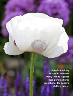  ??  ?? A perfect pairing of pure P. orientale ‘Perry’s White’ against deep purple alliums accentuate­s the poppy’s chiffony petals.
