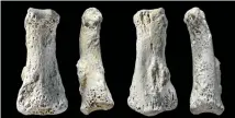  ?? PHOTO: TNS ?? Four views of the fossil finger bone from Al Wusta in Saudi Arabia. Scientists say it belonged to a member of the Homo sapiens species who lived about 88,000 years ago.