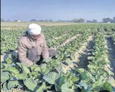  ?? HT PHOTO ?? A farmers working in a cauliflowe­r field in Malerkotla.