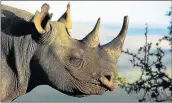  ??  ?? SMART MOVE: An endangered southern white rhino