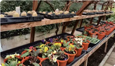  ??  ?? Getting started in the greenhouse.