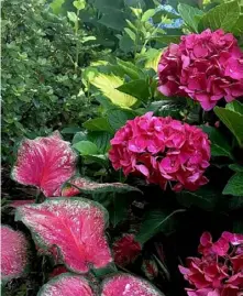  ?? Norman Winter/TNS ?? Heart to Heart ‘Tickle Me Pink’ caladium, left, and ‘Wee Bit Giddy’ hydrangea.