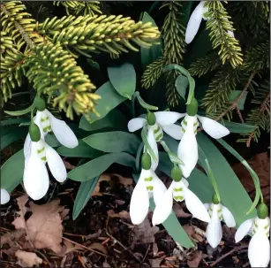  ?? Washington Post photo by Adrian Higgins ?? Snowdrops beneath Serbian spruce at Green Spring Gardens in Fairfax County, Va.