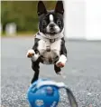  ?? Foto: Paul Zinken, dpa ?? Hunde können süchtig nach Ballspiele­n werden.