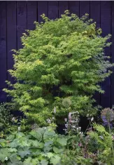  ??  ?? 4 The black fence creates a backdrop for this Acer palmatum ‘Trompenbur­g’;