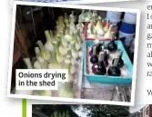  ??  ?? Onions drying in the shed