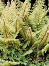  ??  ?? Polystichu­m setiferum, the soft shield fern, produces shuttlecoc­k-shaped rosettes.