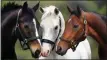  ?? PHOTO PROVIDED ?? The annual Horsemen’s Social will be held on Feb. 21, 2020, at The Saratoga Winery in Saratoga Springs.