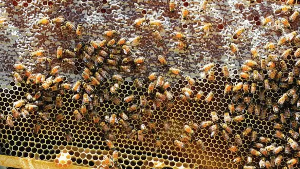  ?? PHOTO: MIKE RICHARDS ?? BEE FREE: Vegan honey product has caused much debate between beekeepers and vegans.