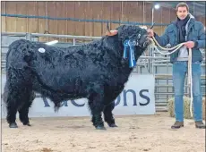  ??  ?? Bjorn Berdurtig bought the top-selling bull Muran Eerchie of Ardbhan for 11,000gns. He is the son of the late Geert Berdurdig who was made an honorary member of the Highland Cattle Society last year and who became a pioneer for Germans attending the society sales.