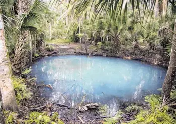  ?? PATRICK CONNOLLY/ ORLANDO SENTINEL PHOTOS ?? Question Pond is a spring that can sometimes appear cloudy, seen along the Osprey Trail at Spring Hammock Preserve in Seminole County on Feb. 10.