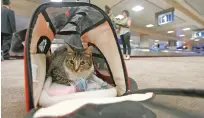  ?? ROSS D. FRANKLIN/ASSOCIATED PRESS FILE PHOTO ?? Oscar, who is not a service animal, sits in his carry-on travel bag. Industry officials believe many passengers scam the system by claiming they need their pet for emotional support. Those people avoid airline pet fees, which Oscar’s owners paid.