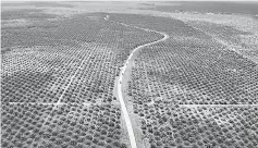  ??  ?? An aerial photo of a palm oil plantation in Batanghari, Jambi province, Sumatra island. — Reuters photo