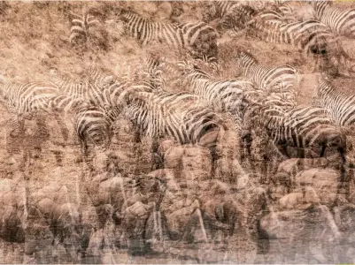  ??  ?? I wanted to capture the constant commotion of this classic African scene of zebra and wildebeest. The six-frame in-camera multiple exposure has the look of a cave painting.