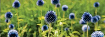  ?? Foto: Andrea Warnecke, tmn ?? Die Blüten der Kugeldiste­ln haben einen schönen Ziereffekt - nicht nur wegen der strahlende­n blauen Farbe, sondern auch wegen ihrer Höhe.