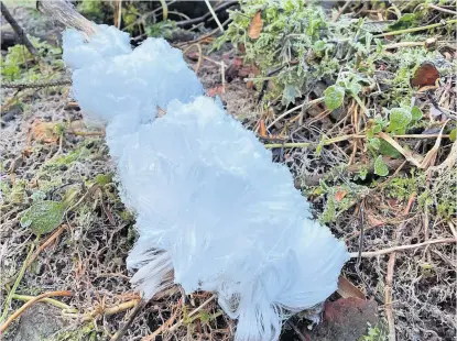  ?? ?? Ice formation Eight-year-old Bradley Bullivant spotted this rare ice formation whilst on a family walk at Darn Burn, Bridge of Allan. They did a little research and found out that it is called hair ice which forms in specific fungal conditions and resembles cotton wool/candy floss