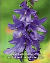  ??  ?? Campanula rapunculoi­des can outstay its welcome with its vigour.