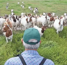  ?? HARRISON HILL/USA TODAY ?? George Gonzales’ herd of goats in Chino, Calif., is available – and in great demand – for brush control.