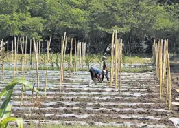  ??  ?? Mejor producción. Los rubros de hortalizas, granos básicos y ganadería en Zapotitán son los beneficiad­os con el mejorado distrito de riego.