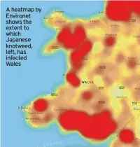  ?? ?? A heatmap by Environet shows the extent to which Japanese knotweed, left, has infected Wales
