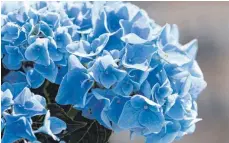  ?? FOTO: ANDREA WARNECKE/DPA ?? Eine Laune der Natur: blaue Hortensien.