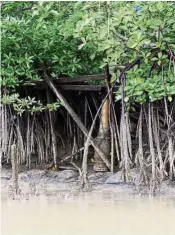  ??  ?? This is the Sepang River estuary, an economical­ly important area for commercial fishing. It also hosts the Rhizophora and Sonneratia mangrove species that, like all mangroves, are an important breeding ground for marine life. — Filepic