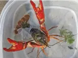  ?? DALE BOWMAN/SUN-TIMES ?? An invasive male red swamp crayfish, trapped from the North Shore Channel, reaches from a plastic tub.