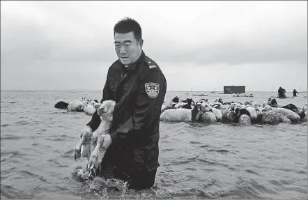 ?? JIANG TONG / FOR CHINA DAILY ?? A herd of sheep trapped by floodwater­s in Hulunbuir, Inner Mongolia autonomous region, is rescued by police officers on Sunday. Flooding caused by heavy rain has affected more than 16,000 people and over 21,000 hectares of farmland in Inner Mongolia.