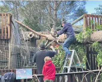 Double the trouble at Raptor Rescue - PressReader