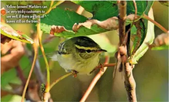  ??  ?? Yellow-browed Warblers can be very tricky customers to see well, if there are lots of leaves still on the trees!