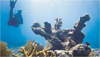  ?? SOUTH FLORIDA SUN SENTINEL FILE ?? Staghorn coral, seen off Fort Lauderdale, has recently experience­d a phenomenon called coral bleaching. It’s not a good sign for corals and isn’t an isolated event.