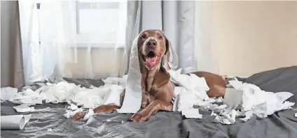  ?? GETTY IMAGES ?? Pets can sometimes act strange. Is it a common occurrence or a correlatio­n between other behaviors?