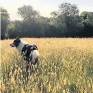  ?? Athwenna Irons ?? > Which way now? Veteran border collie Jake stretching his legs on an early morning walk