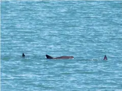  ?? (NYT) ?? ‘Every time I look for vaquitas I worry it will be my last time to see them’