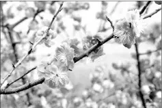  ??  ?? Plum blossom symbolises resilience and perseveran­ce in the face of adversity.
