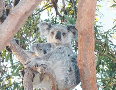  ??  ?? NO GO: Magnetic Island koalas. Plans for a camping ground have been blocked.