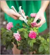  ?? COURTESY OF ISTOCK ?? Winter is a great time to prune your roses. Watch master gardener Don Chapman's video to learn how.