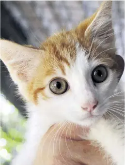  ?? Tamlyn Jolly ?? This beautiful ginger kitten was recently surrendere­d to Richards Bay SPCA and is looking for a loving home. He is about four months old and is loving and affectiona­te.