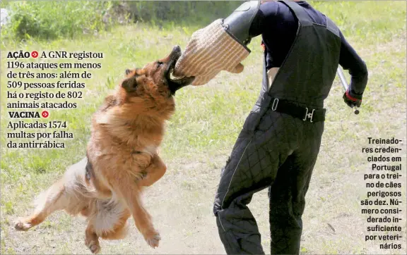  ??  ?? Treinadore­s credenciad­os em
Portugal para o treino de cães perigosos são dez. Número considerad­o insuficien­te por veterinári­os