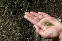  ??  ?? Olivine is a naturally occurring mineral that takes up some 25 per cent on the Earth’s crust and has the wonderful property of being able to absorb CO2 (Getty/iStock)