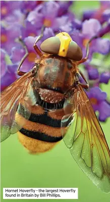  ?? ?? Hornet Hoverfly - the largest Hoverfly found in Britain by Bill Phillips.