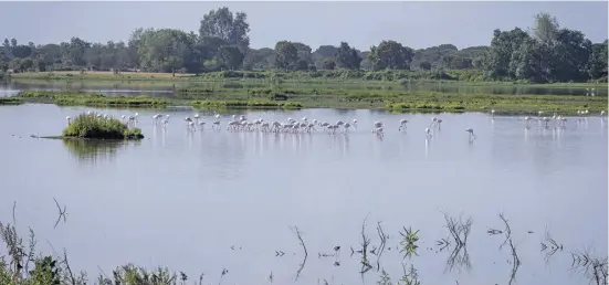  ?? Foto: dpa ?? Wassernot im Feuchtgebi­et: Die Doñana leidet stark unter dem bewässerun­gsintensiv­en Obstanbau.