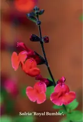 ??  ?? Salvia ‘Royal Bumble’.