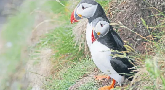  ??  ?? “This pair of puffins were in front of their burrow, where the puffling is, on the cliffs near Stonehaven,” says Eric Niven who took this delightful picture.