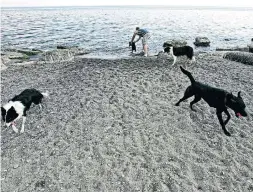  ?? AARON LYNETT TORONTO STAR FILE PHOTO ?? Many dogs like swimming, but the old belief “all dogs can swim” is a myth. Start slowly in shallow water, or with you nearby to give the dog support.