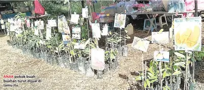  ??  ?? ANAK pokok buahbuahan turut dijual di tamu itu.