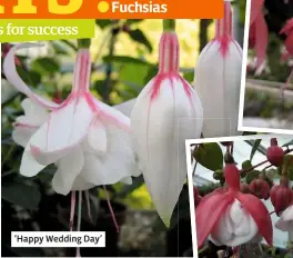  ??  ?? ‘Happy Wedding Day’ Fuchsias